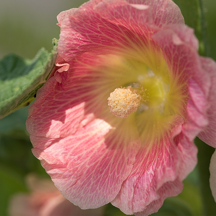 4711 Blume _KA70474-1 Kopie.jpg